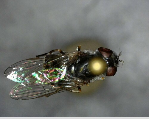 iNaturalist observation photo of Hover Flies