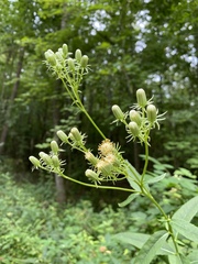 Hasteola suaveolens