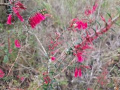Epacris impressa