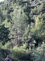 Cupressus glabra