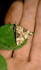 Hypena obsitalis