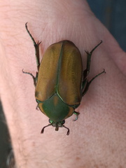 Cotinis mutabilis malina