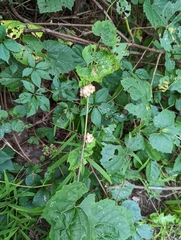 Ampelomyia vitiscoryloides