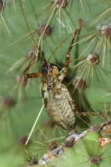 Nesoecia cooksonii