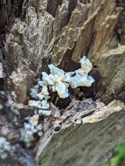 Ductifera pululahuana