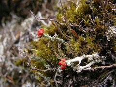 Cladonia cristatella
