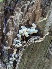 Ductifera pululahuana