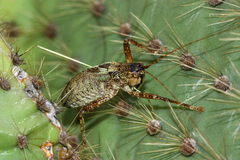 Nesoecia cooksonii