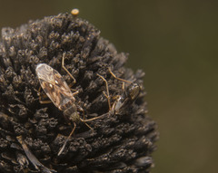Ligyrocoris diffusus