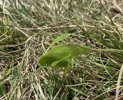 Amblycorypha oblongifolia
