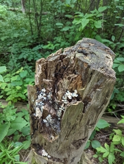 Ductifera pululahuana