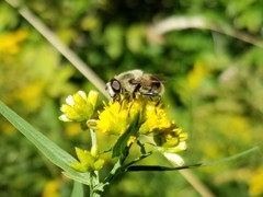 Eristalis anthophorina