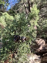 Cupressus glabra