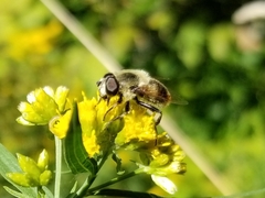 Eristalis anthophorina