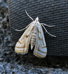 Parapoynx badiusalis