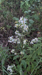 Symphyotrichum urophyllum