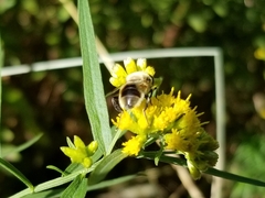 Eristalis anthophorina