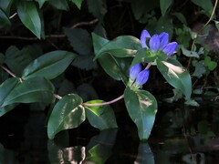 Gentiana clausa