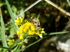Eristalis anthophorina