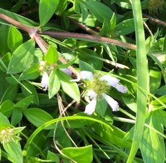 Richardia grandiflora