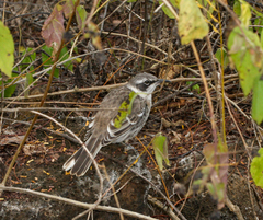 Mimus parvulus