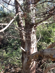 Cupressus glabra