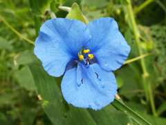 Commelina tuberosa