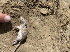 Perognathus