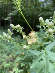 Hasteola suaveolens