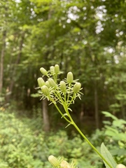 Hasteola suaveolens