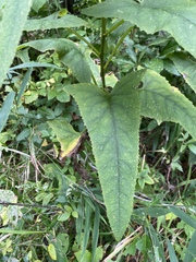 Hasteola suaveolens