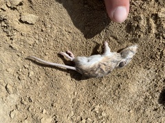 Perognathus