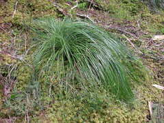 Xerophyllum tenax