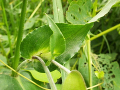 Commelina tuberosa