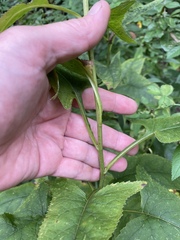 Hasteola suaveolens