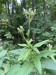 Hasteola suaveolens