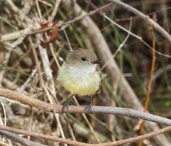 Myiarchus magnirostris