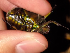 Pseudotorynorrhina japonica