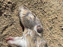 Perognathus