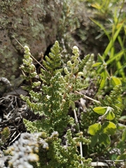 Myriopteris myriophylla