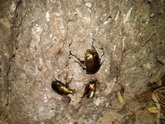 Pseudotorynorrhina japonica