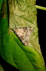 Hypena obsitalis