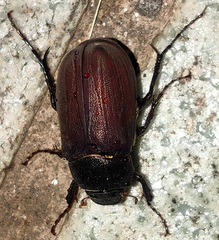 Holotrichia parallela