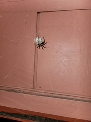 Araneus nordmanni