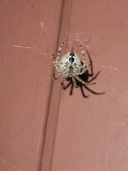 Araneus nordmanni