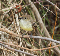 Myiarchus magnirostris