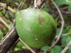 Passiflora subpeltata