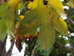 Passiflora subpeltata