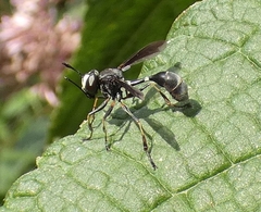 Physocephala tibialis