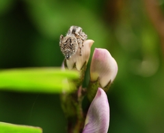 Maratus albus